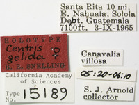 Centris gelida image