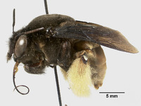 Centris gelida image