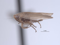 Unerus gilvus image