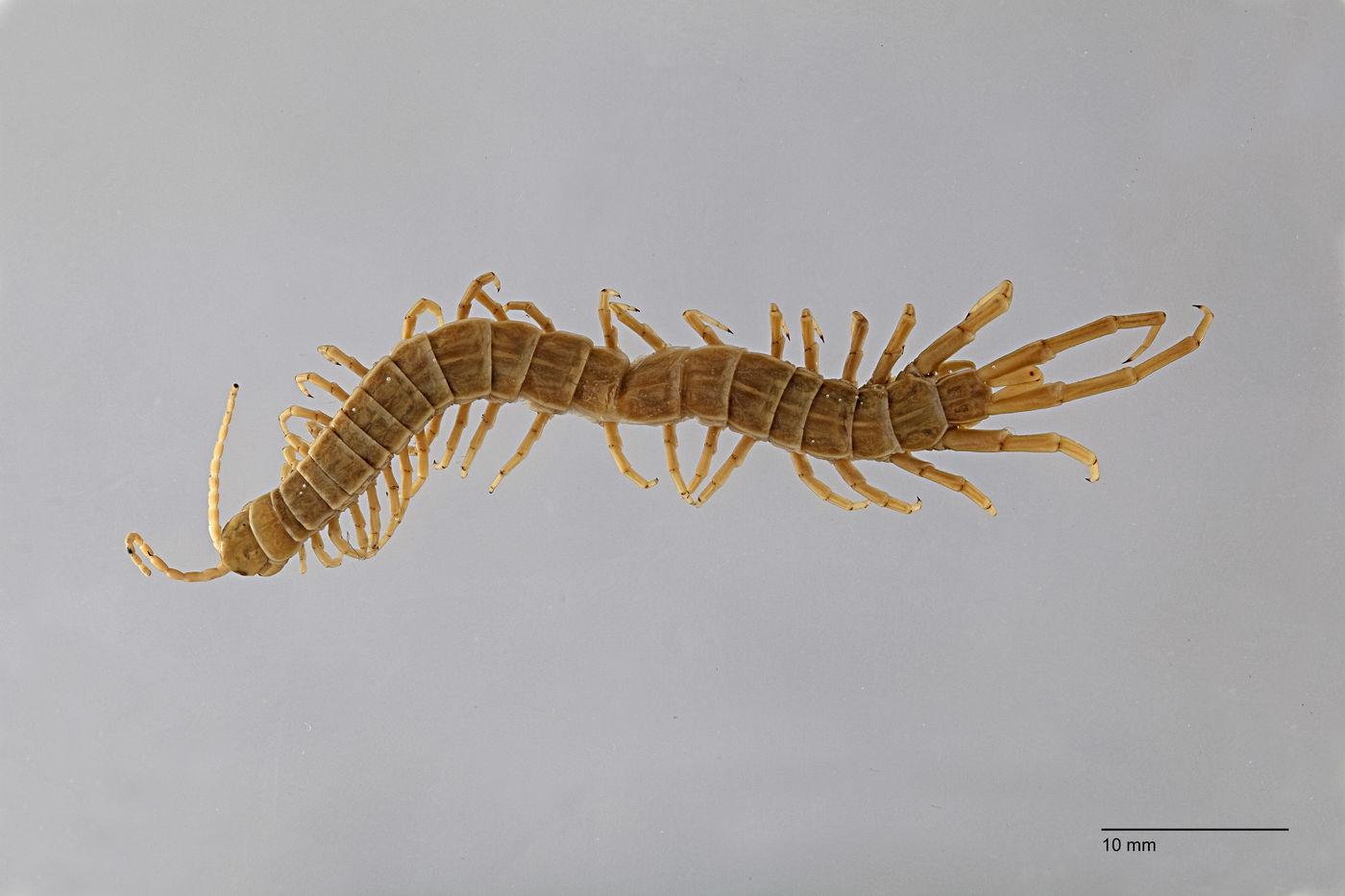 Chilopoda image