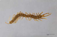 Image of Otostigmus lavanus