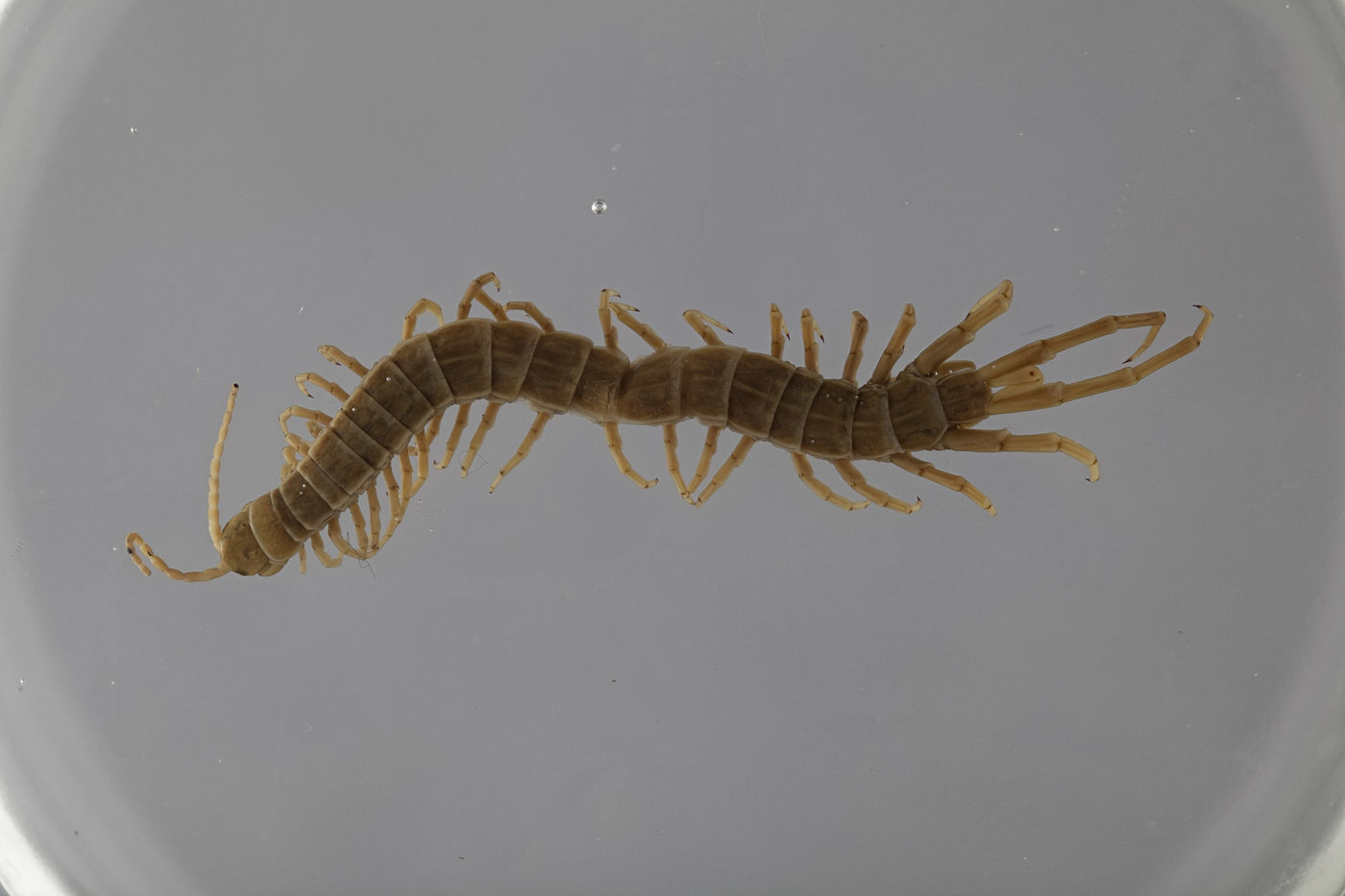 Otostigmus lavanus image