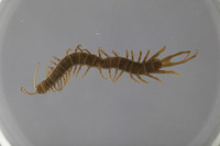 Otostigmus lavanus image