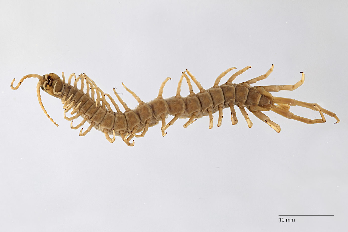 Scolopendromorpha image
