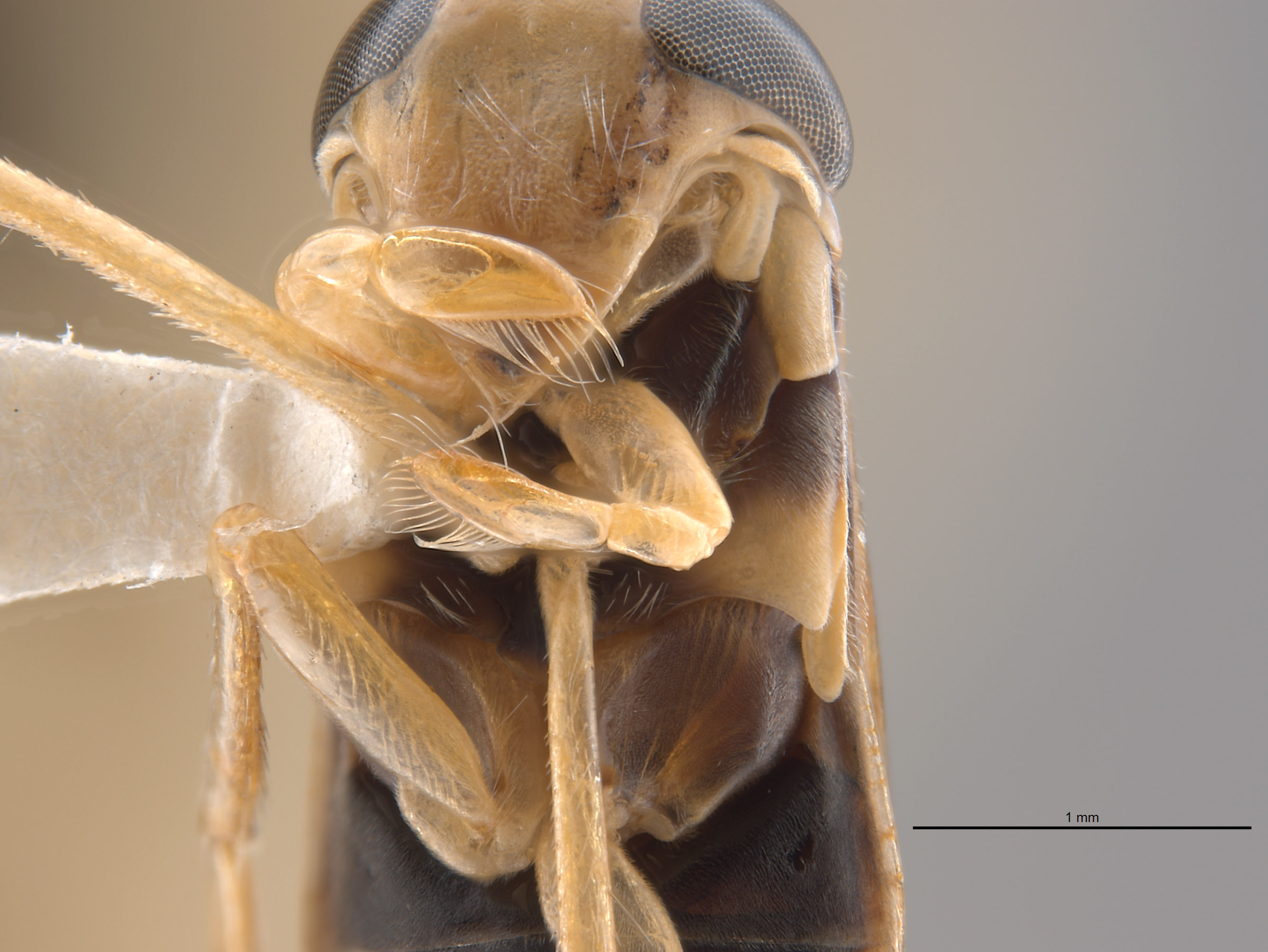 Corixidae image