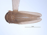 Image of Paramesodes annamae