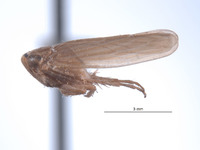 Paramesodes annamae image