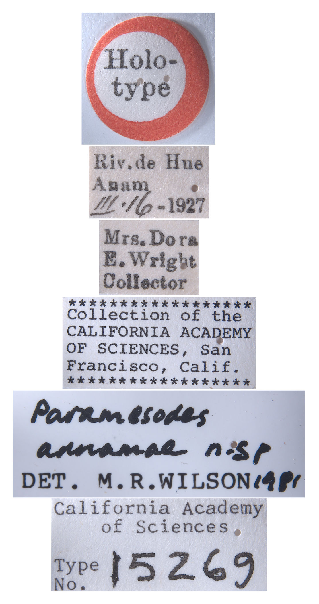 Paramesodes annamae image