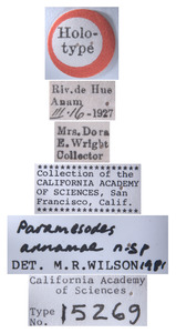 Paramesodes annamae image