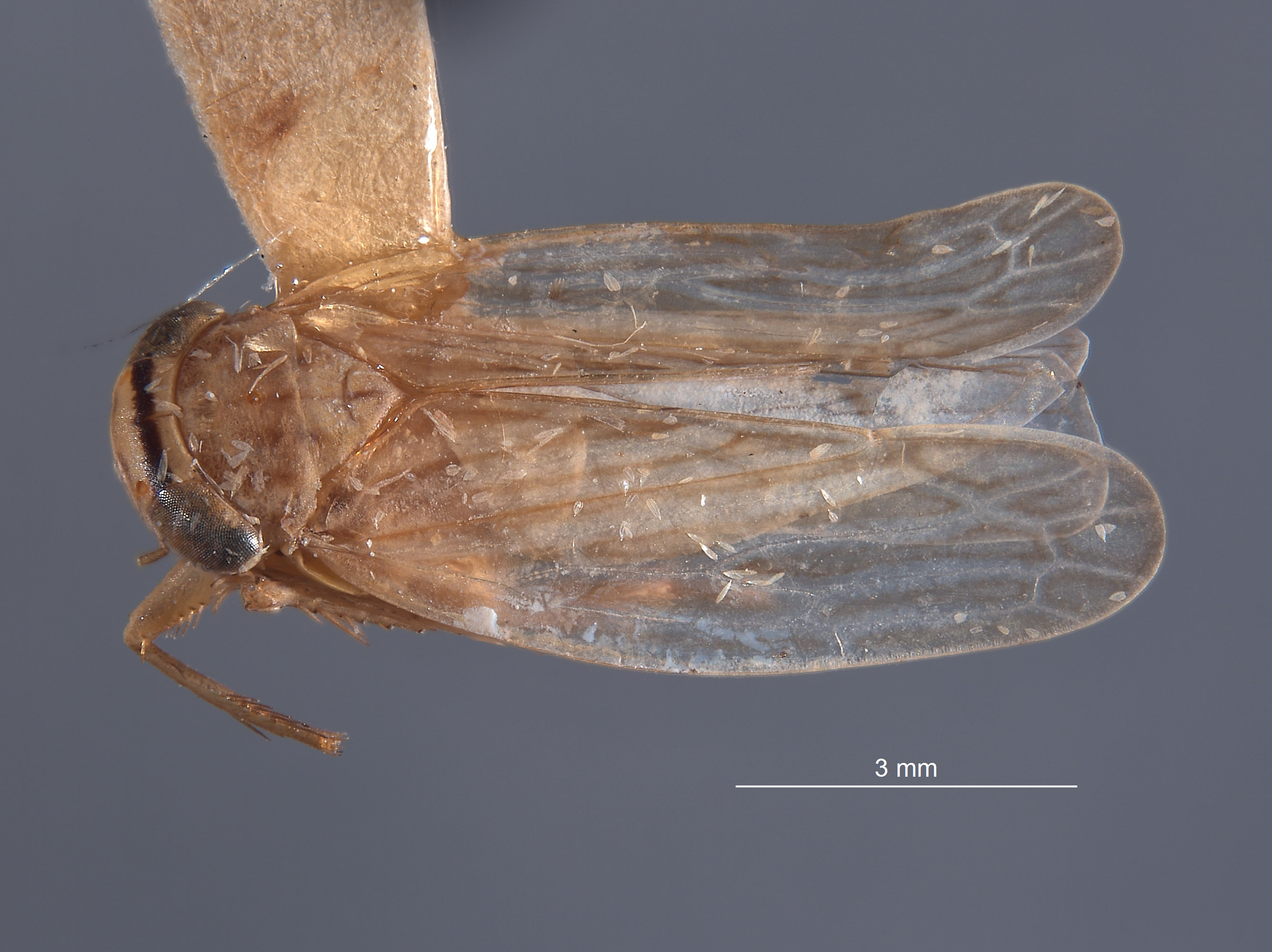 Paramesodes mokanshanae image