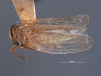 Image of Paramesodes mokanshanae