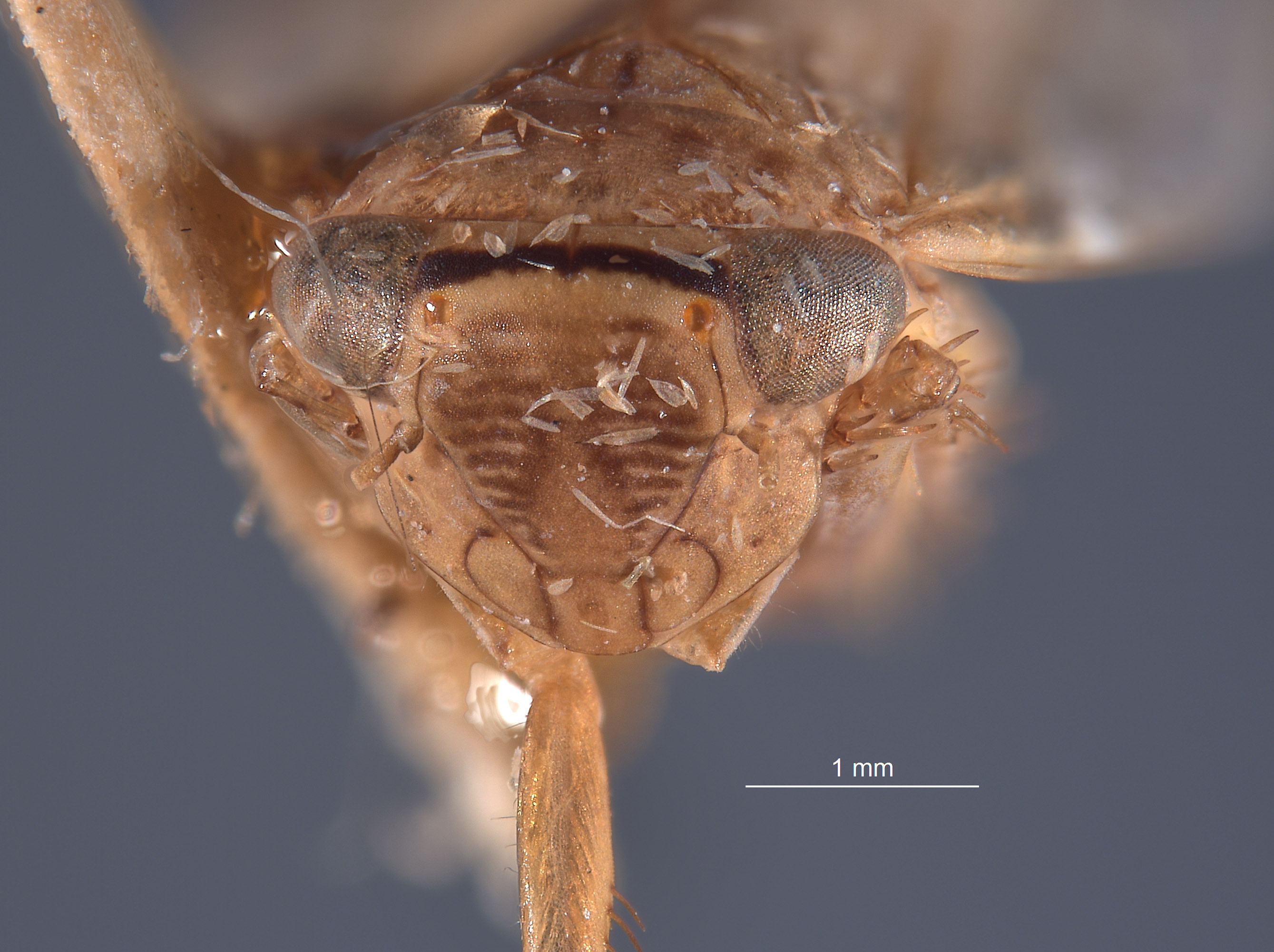 Paramesodes mokanshanae image