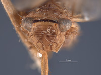 Paramesodes mokanshanae image