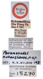 Paramesodes mokanshanae image