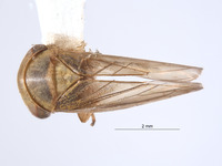 Image of Pascoepus longispinus