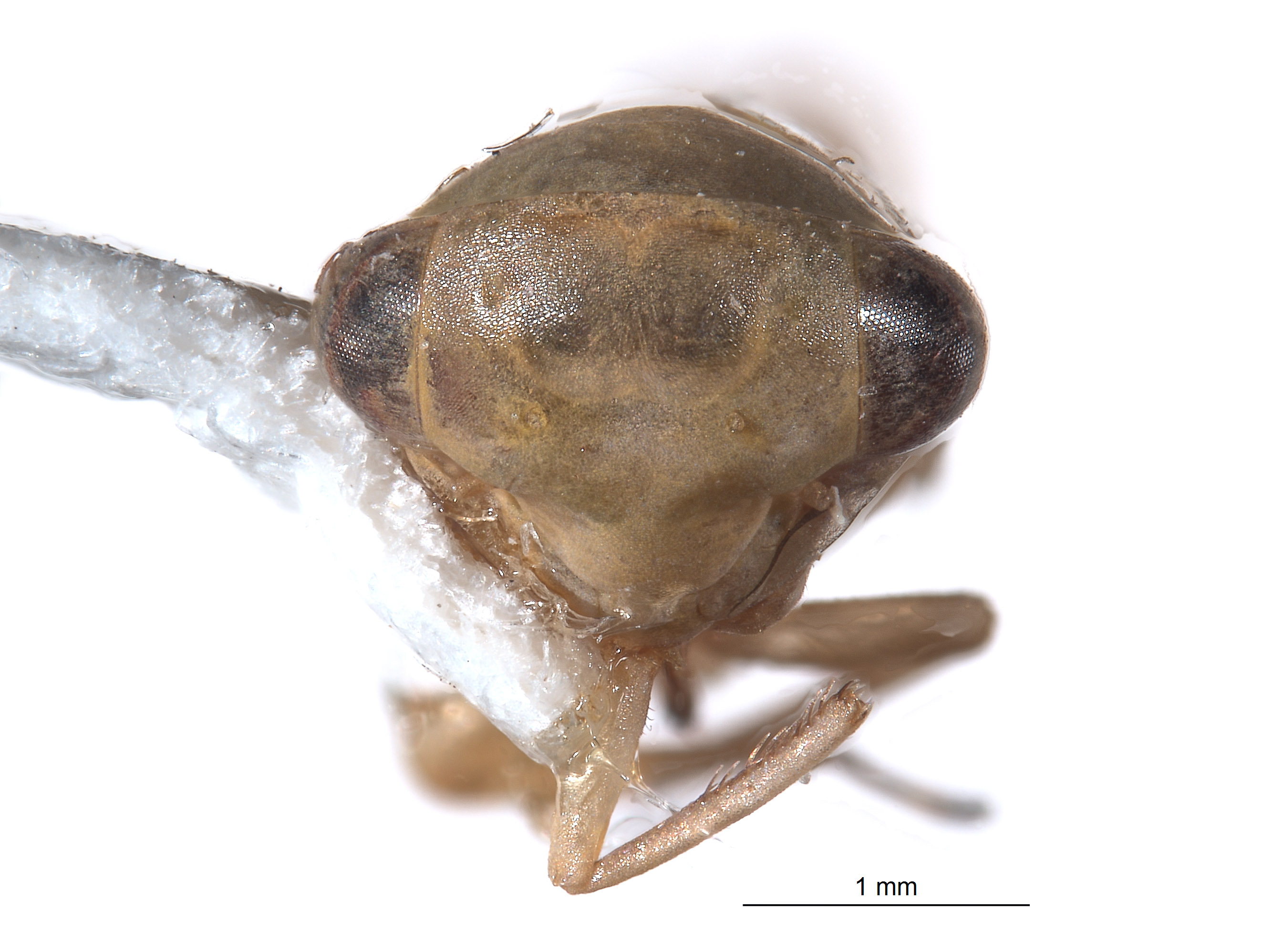 Pascoepus longispinus image