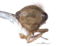 Pascoepus longispinus image