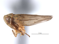 Pascoepus longispinus image