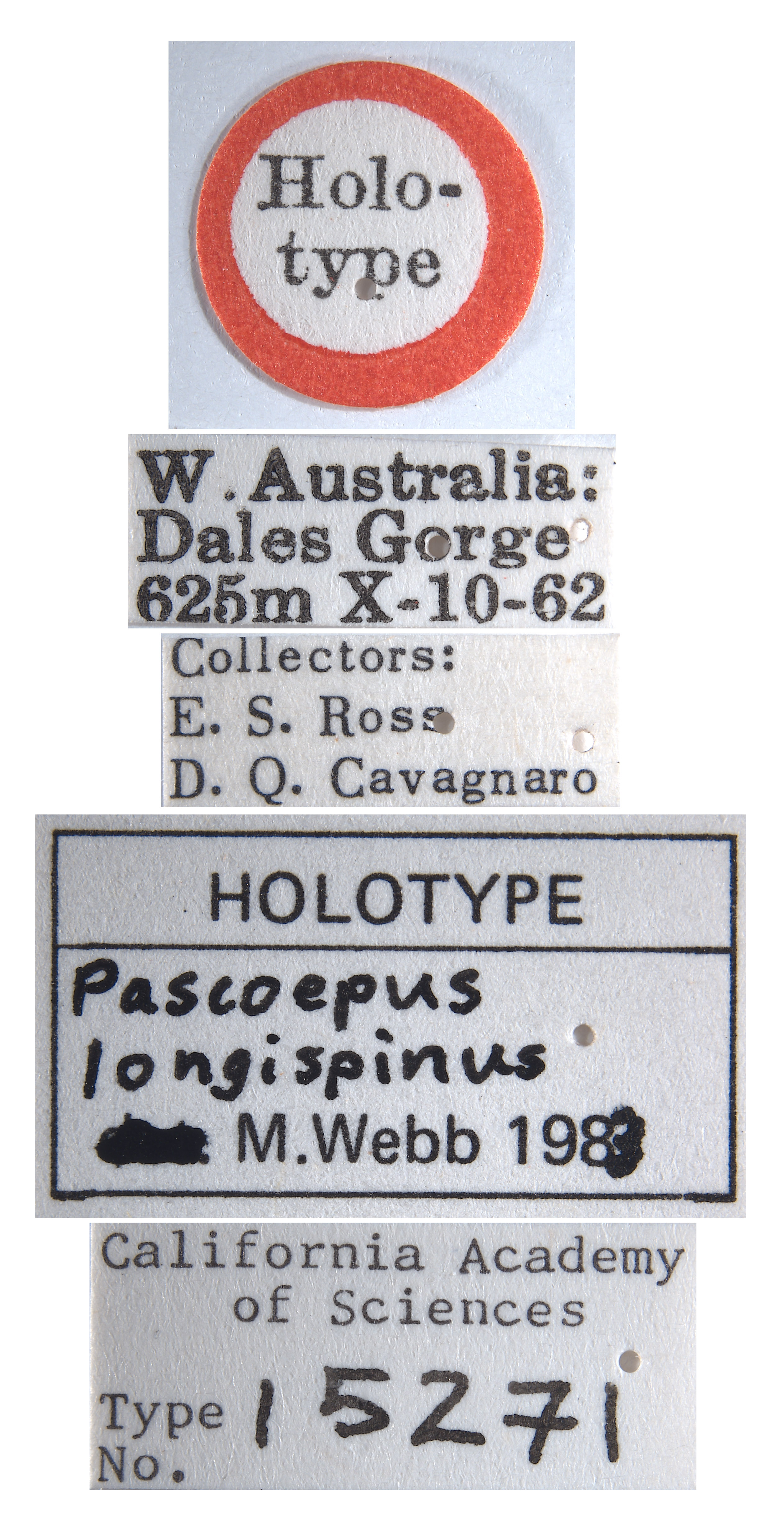 Pascoepus longispinus image