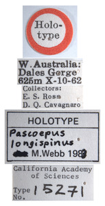 Pascoepus longispinus image