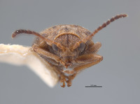 Ophraella californiana image