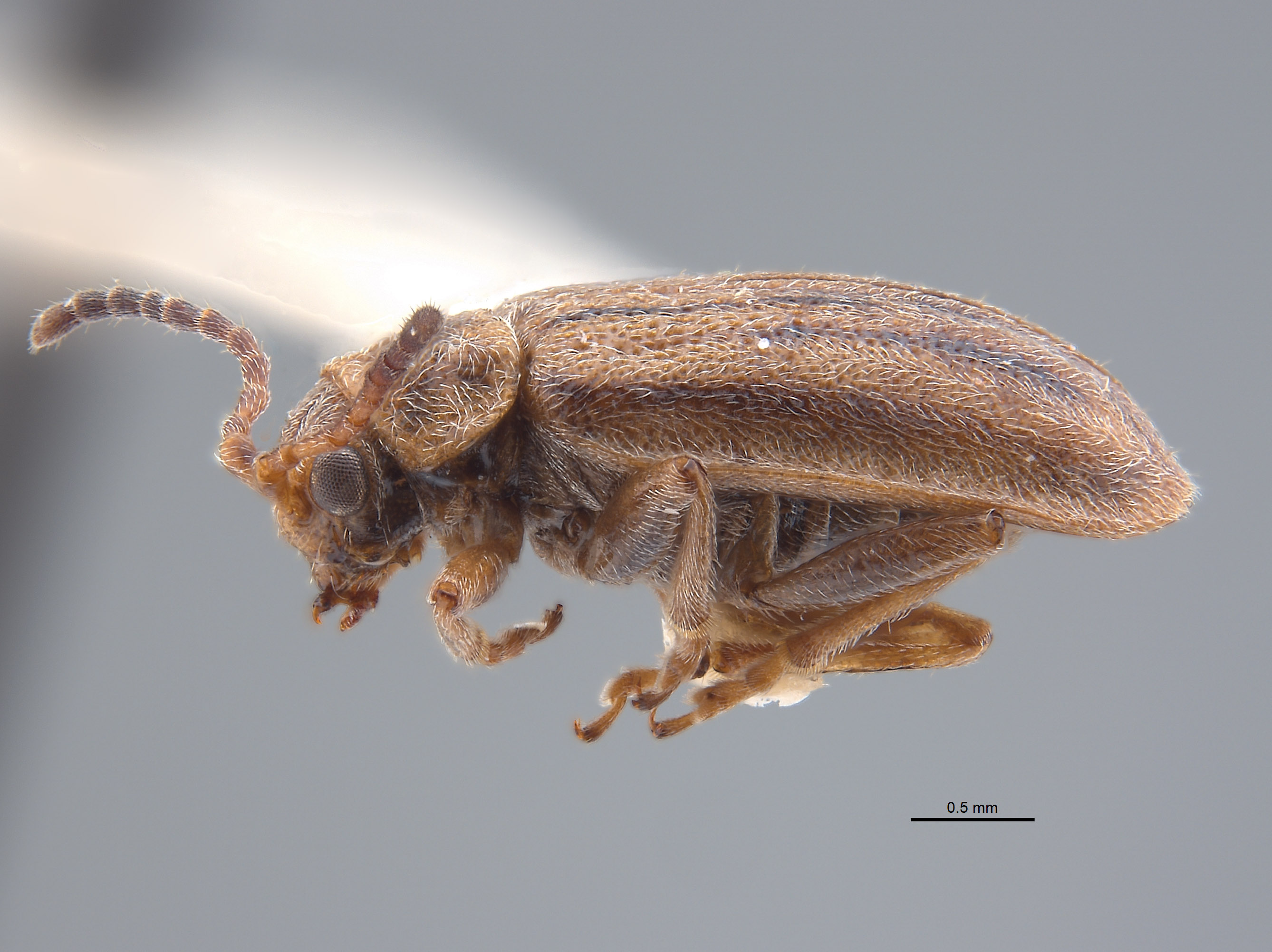 Ophraella californiana image