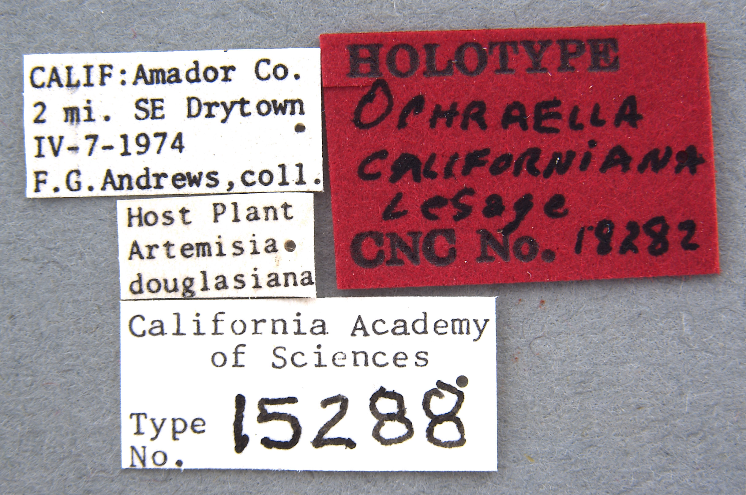 Ophraella californiana image