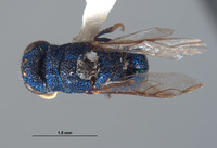 Pleurochrysis sur image