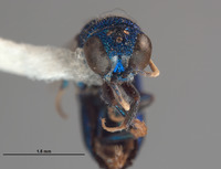 Pleurochrysis sur image