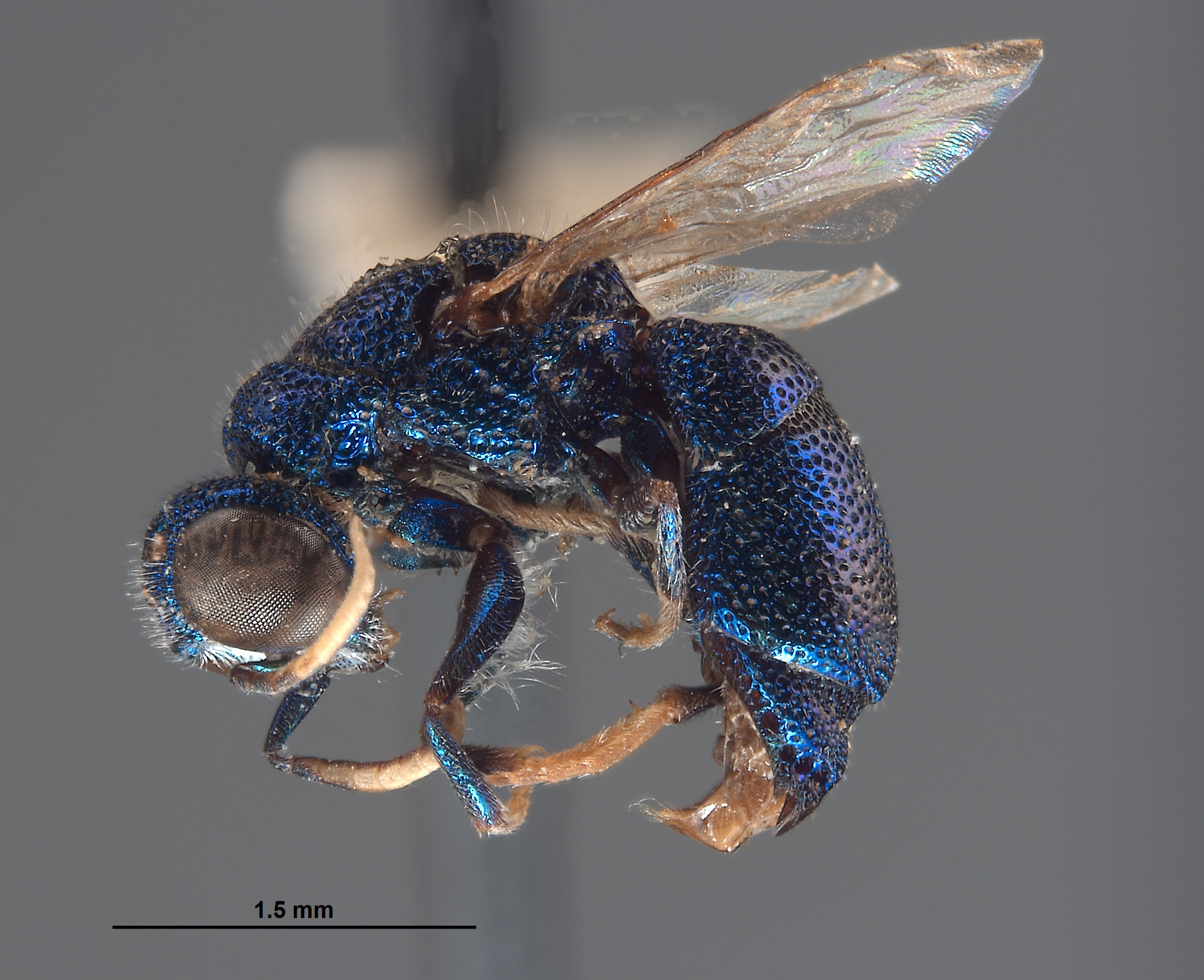 Pleurochrysis sur image