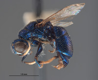 Pleurochrysis sur image