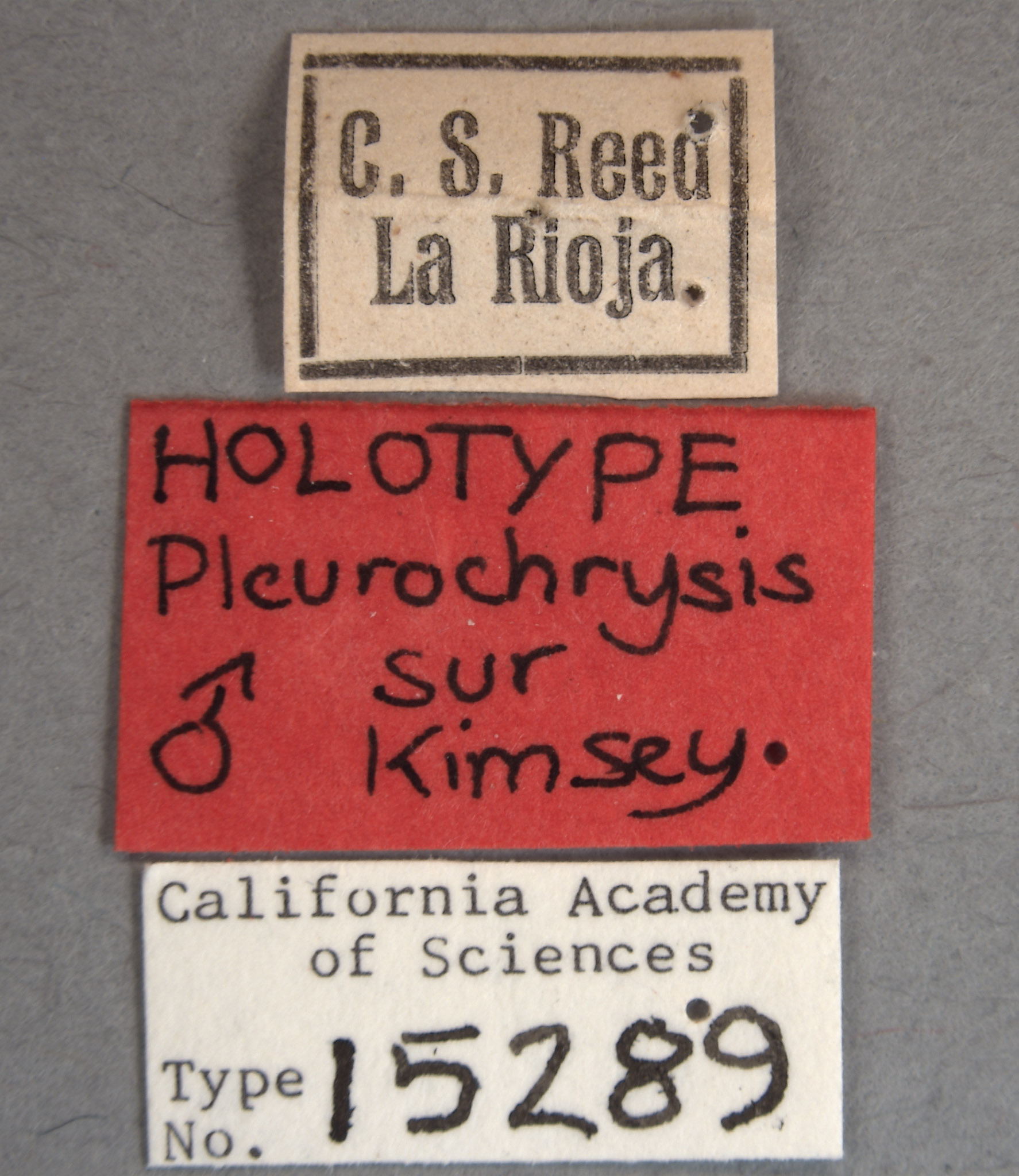 Pleurochrysis sur image