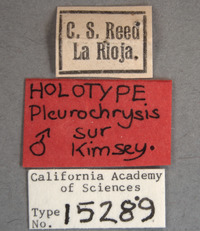 Pleurochrysis sur image