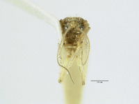 Image of Micromus remiformis