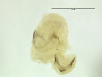 Micromus remiformis image