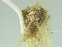 Micromus remiformis image
