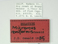 Micromus remiformis image