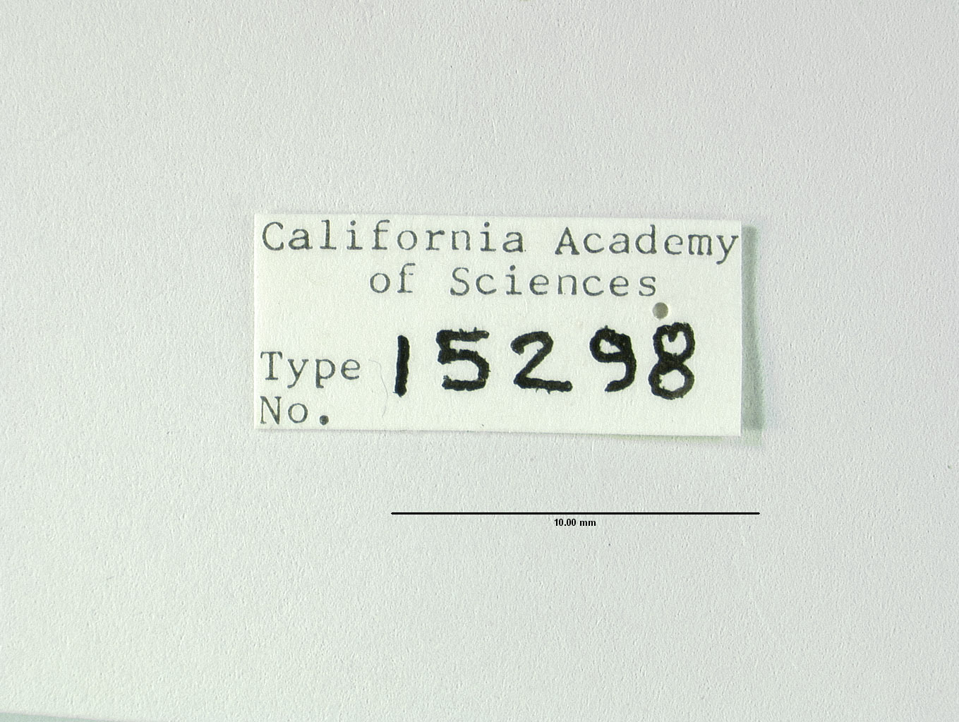 Micromus remiformis image