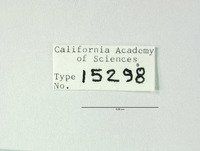 Micromus remiformis image