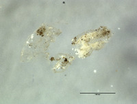 Sympherobius constrictus image