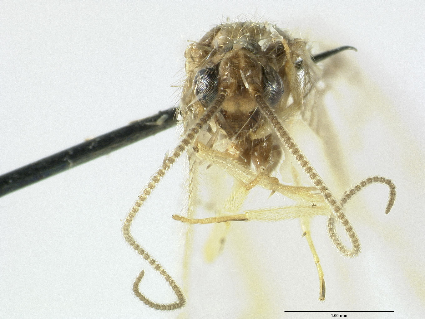 Sympherobius constrictus image