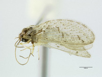 Sympherobius constrictus image
