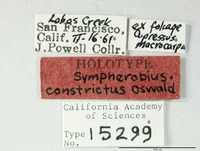 Sympherobius constrictus image