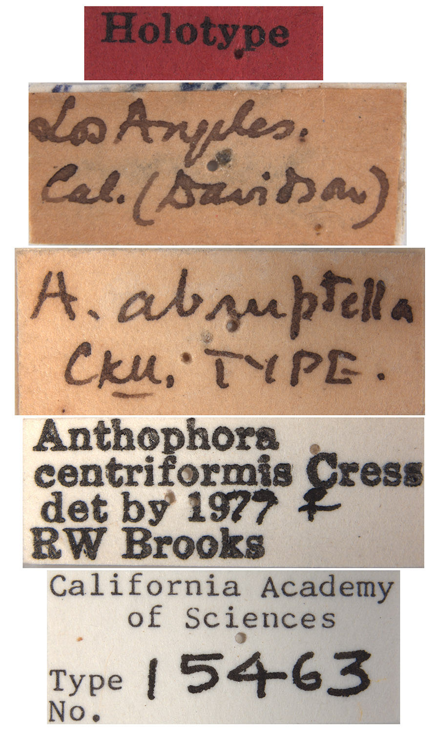 Anthophora abruptella image