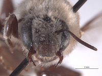 Entechnia grisella image