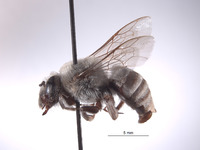 Entechnia grisella image