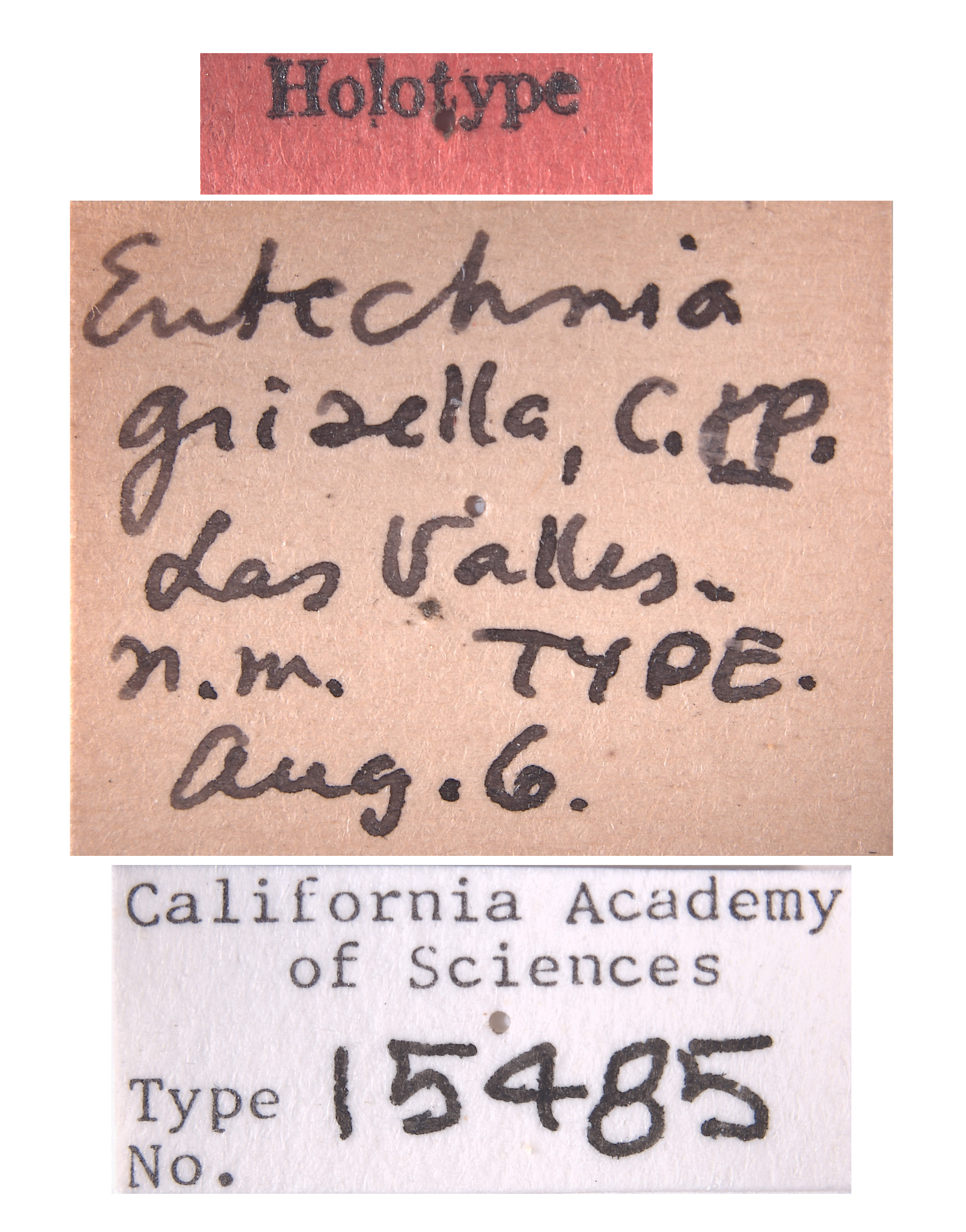 Entechnia grisella image