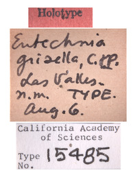 Entechnia grisella image