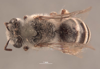 Image of Colletes algarobiae