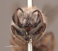Colletes algarobiae image